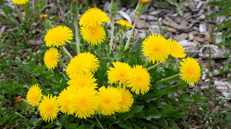 Dandelions with yellow flowers