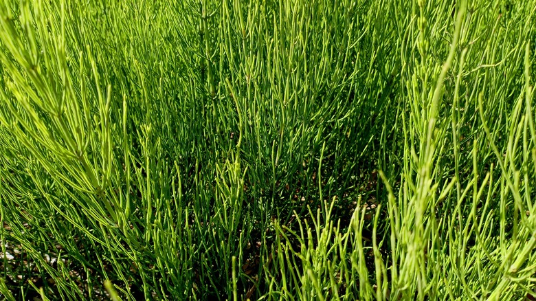 Horsetail growing outdoors