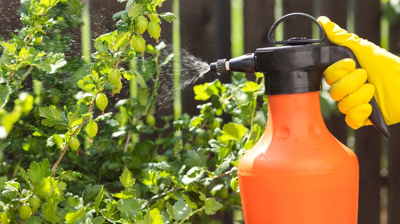 Spraying fungicide in orange bottle