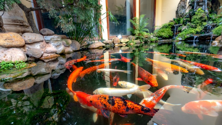 koi pond outside home