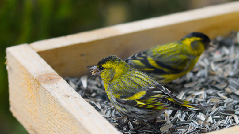 Small birds eating sunflower seeds from a ground bird feeder.