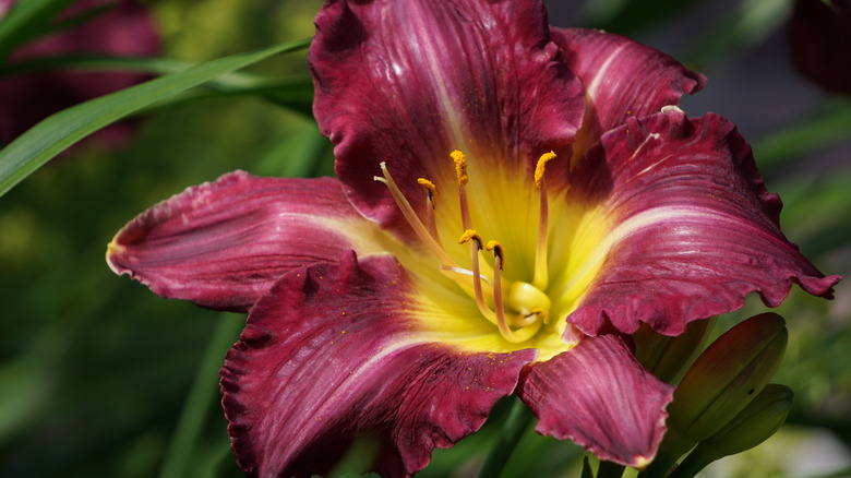 Hemerocallis Coit Tower