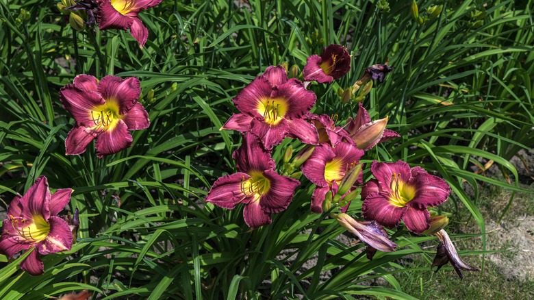 Daylilies in a garden