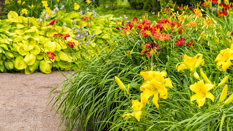 Different daylily varieties in a garden