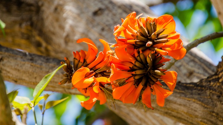 flowers of Erythrina sandwicensis tree