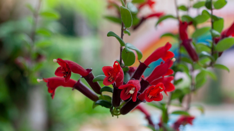 red flowers of Aeschynanthus radicans