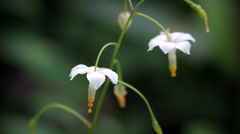 white Vancouveria blossoms