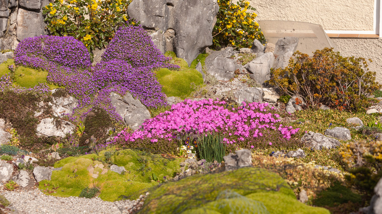 flowers in a rock garden