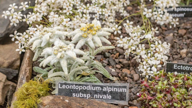 Leontopodium alpinum in rock garden