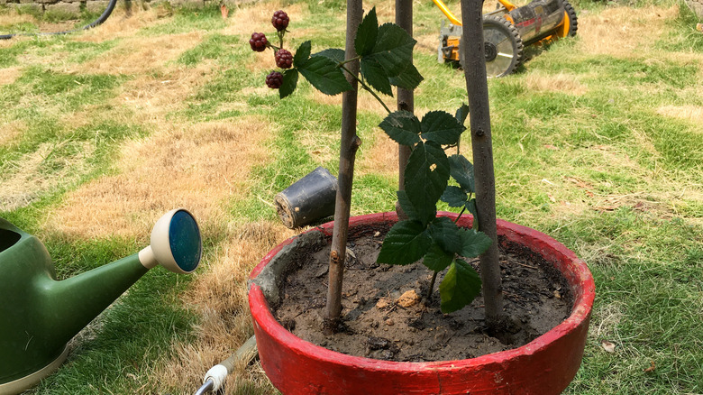 blackberry stalk in pot