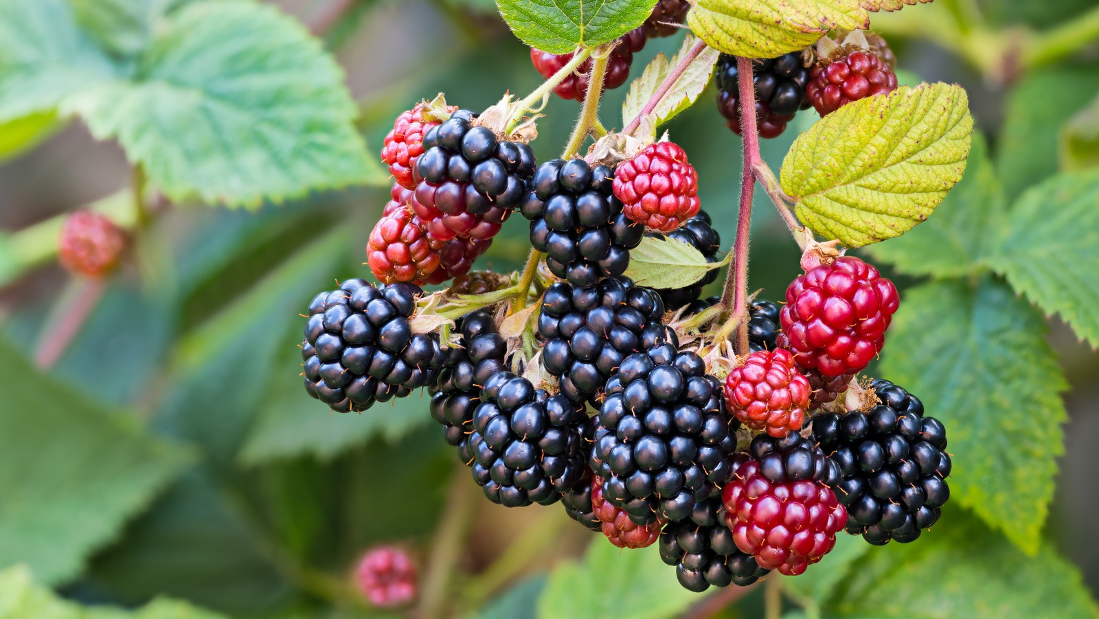 The Unique Process You Need To Follow To Propagate Blackberries ...