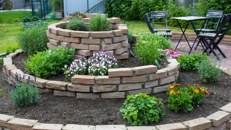 Colourful spiral herb garden