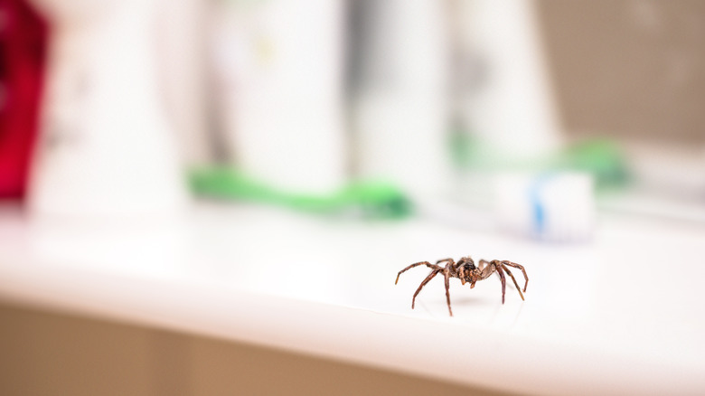 spider in house on table