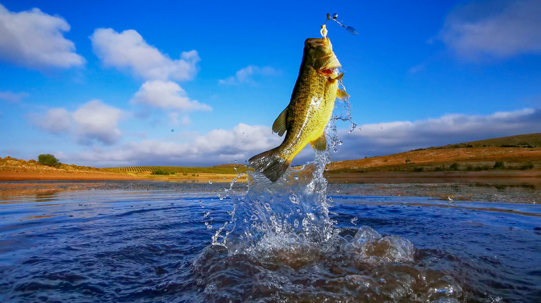 catching a trophy fish