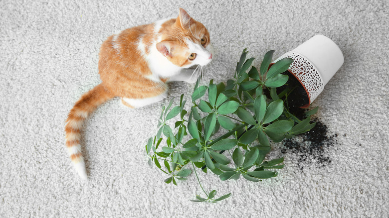 cat knocked over plant on carpet