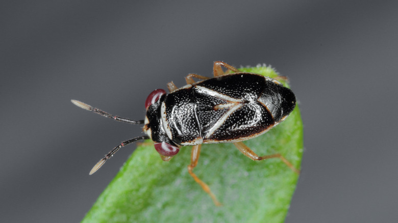 Big-eyed bug on leaf