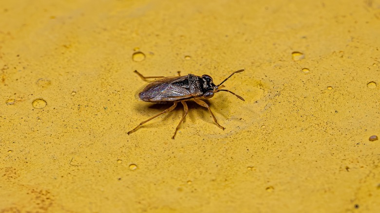 Big-eyed bug on ground