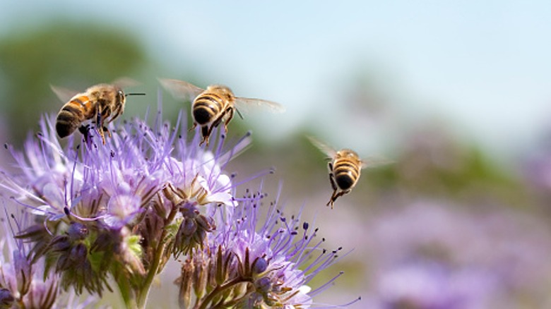 bee pollinating flowers