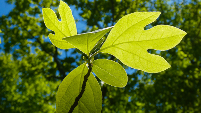 sassafras tree leaves