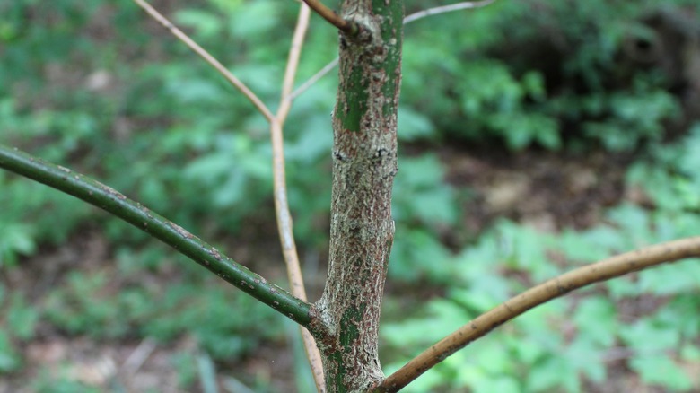 young sassafras wood