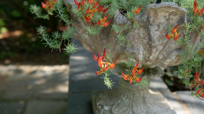 flowering parrot's beak in a clay pot