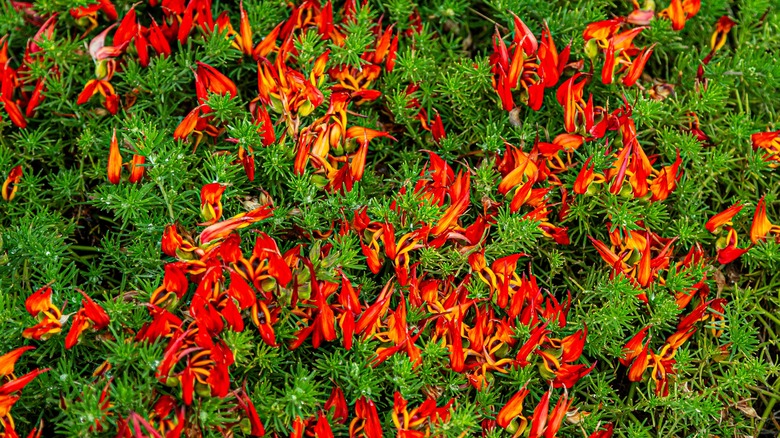 parrot's beak flowers