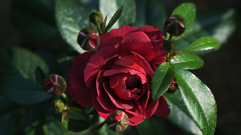 flowering hot cocoa rose 