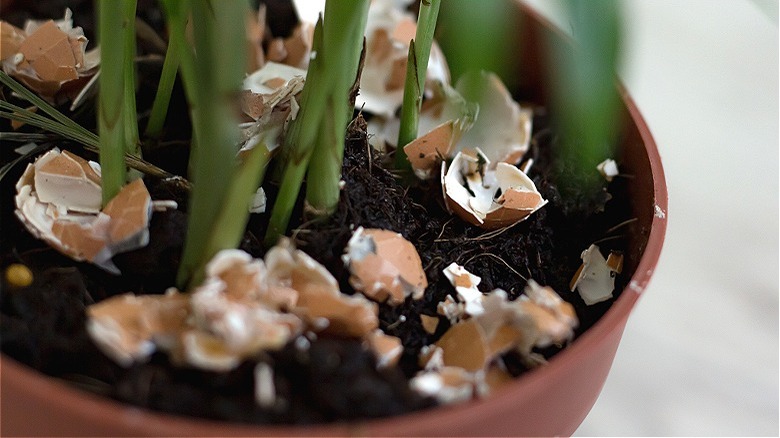 Houseplant with eggshells in soil