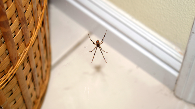 spider hanging in bathroom