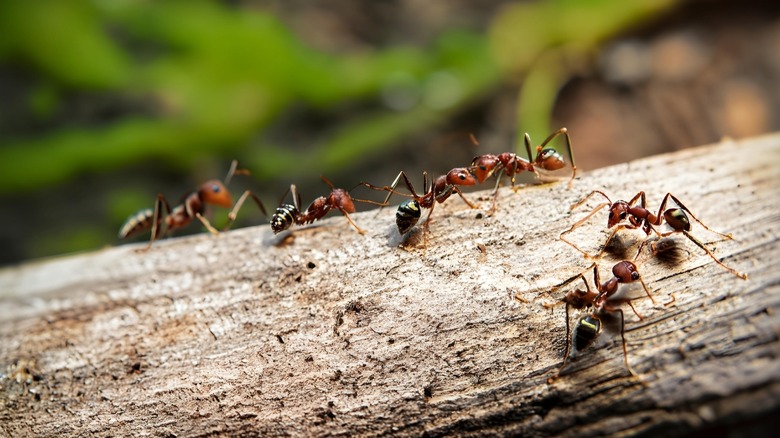 ants on tree trunk