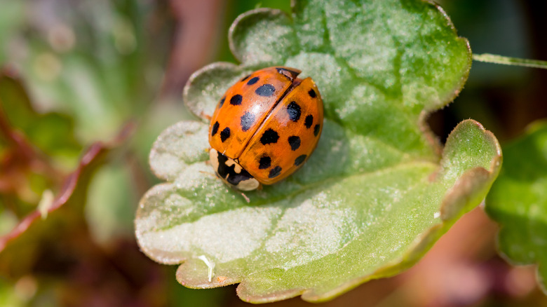 ladybug on leaf