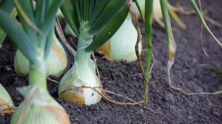 Planting onions in garden