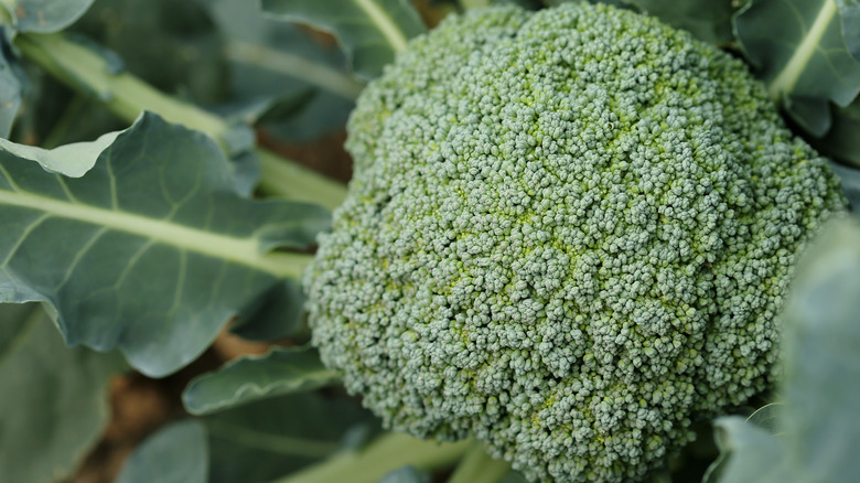 Broccoli head in garden 