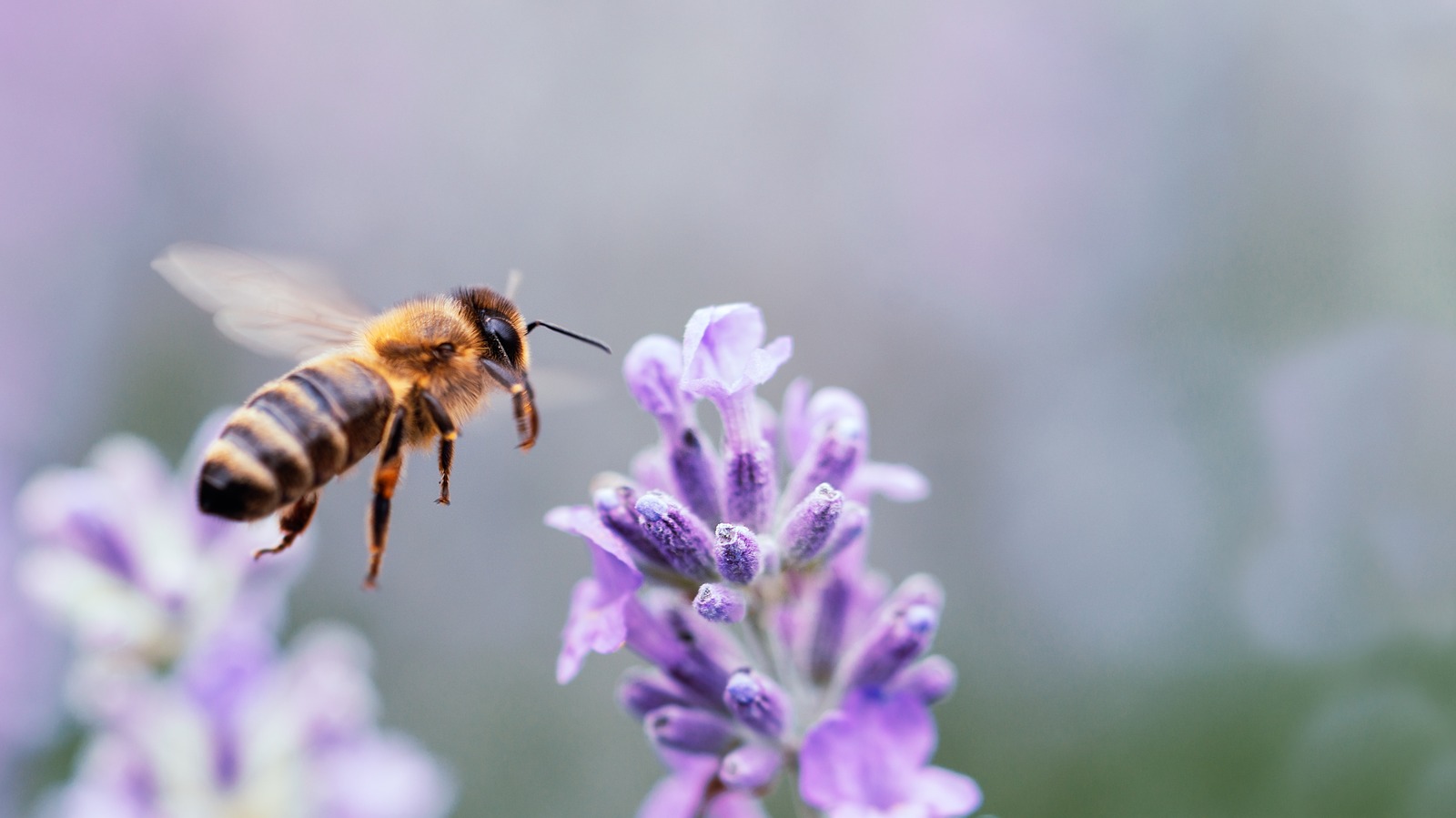 The Vegetable You'll Want On Hand If Dealing With Bees In The Garden