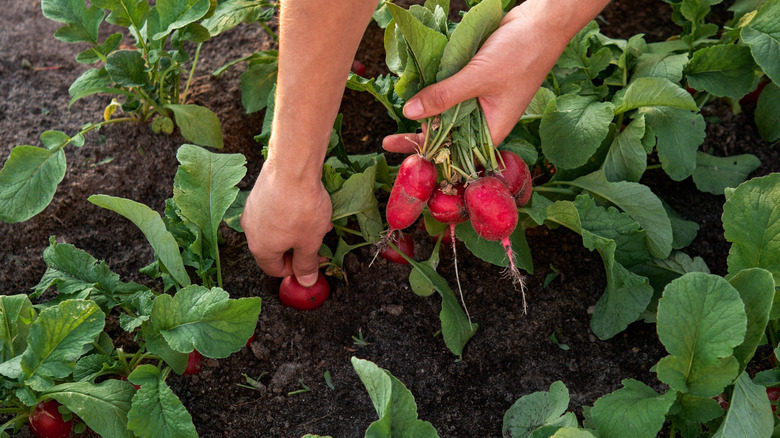 hand harvesting radishes in garden