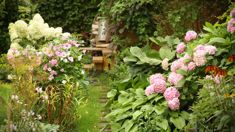 A flower garden with different types of hydrangeas