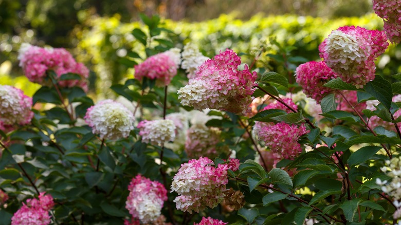 An up close view of 'Quick Fir' hydrangea blloms