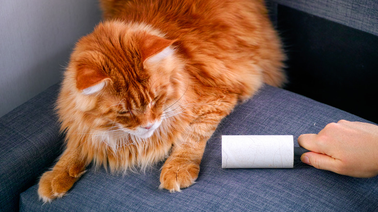 using lint roller next to cat