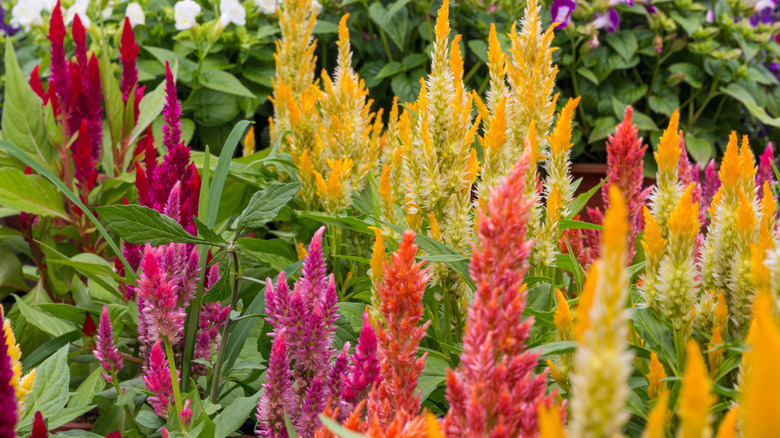 A collection of brightly colored celosia flowers bloom in a garden bed.