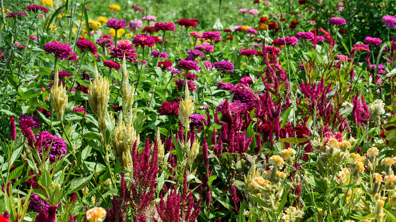 A vibrant meadow garden has both zinnias and celosias growing.