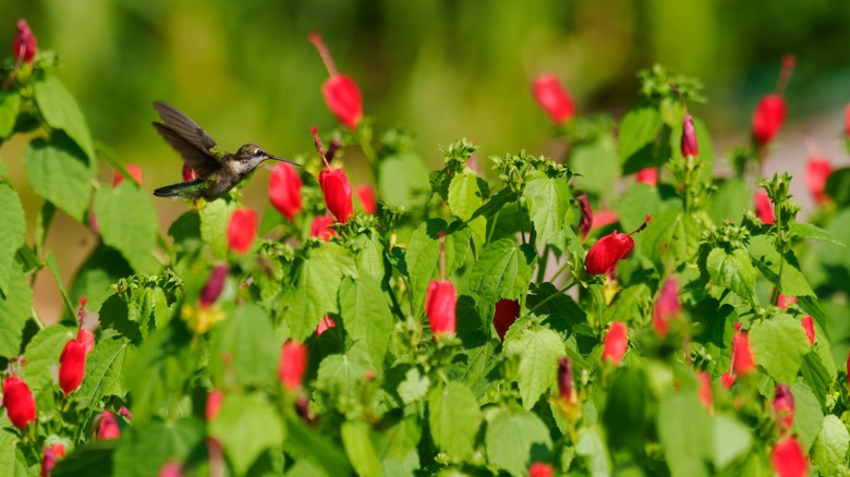 hummingbird above bed of Turk's cap