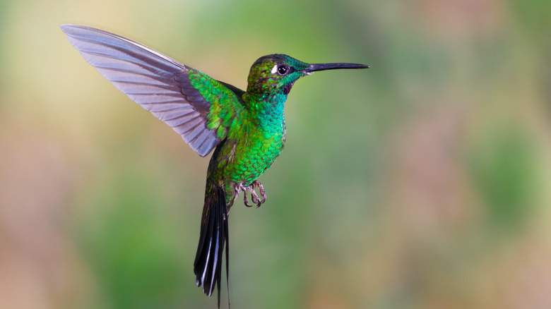 hummingbird flying