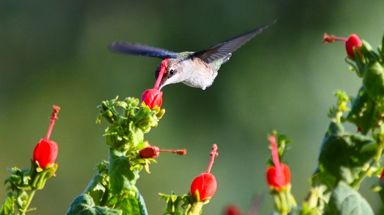 hummingbird visiting Turk's cap