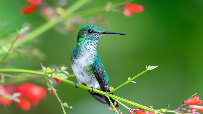 Hummingbird on a branch