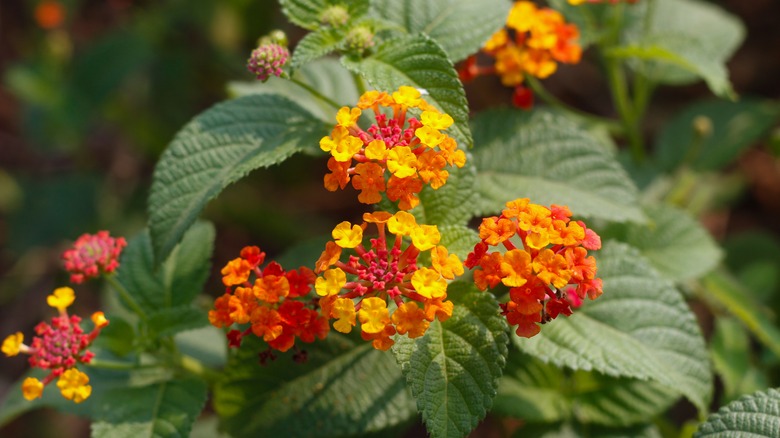 Lantana camara flowers