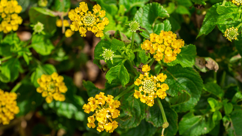 Lantana depressa flowers