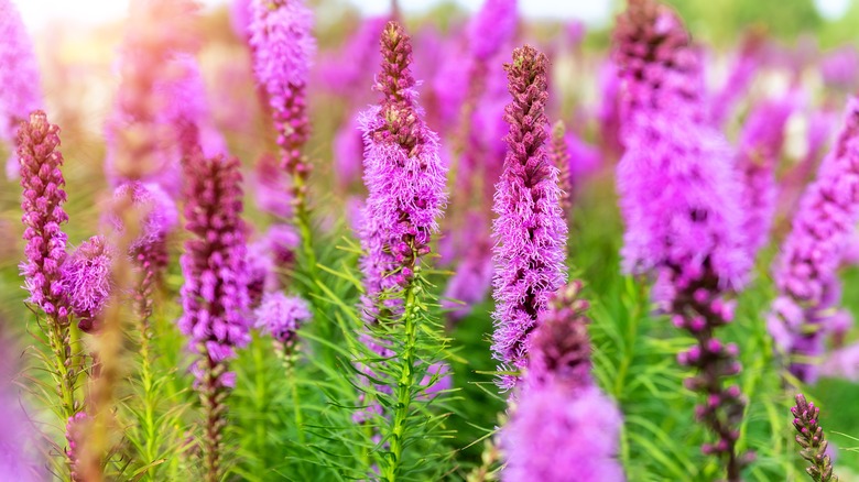 blazing star flowers