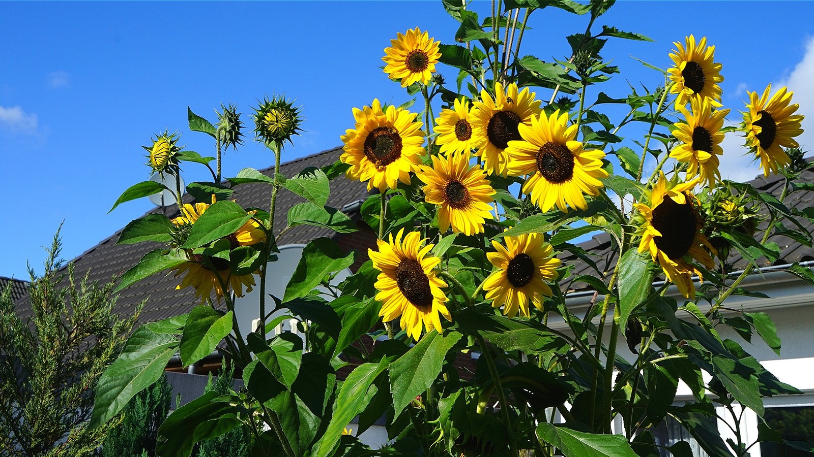 The Vibrant Vegetable That's A Great Companion Plant For Sunflowers