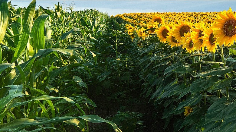 Corn and sunflower patch