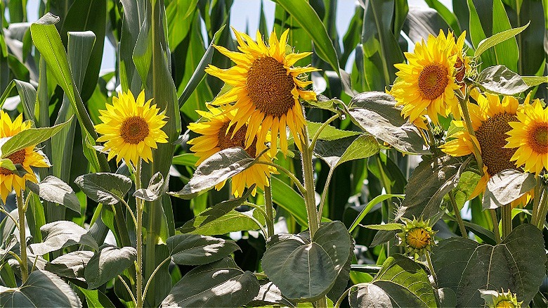 Sunflowers and corn plants